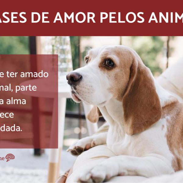 40+ frases sobre amor aos animais